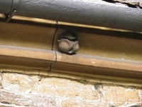 Sutton Benger - photo: 00029